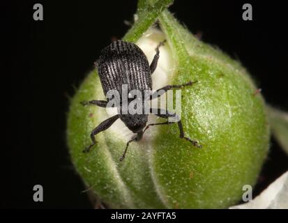 Le charançon de la fleur de baies, le charançon de la fleur de fraise (Anthonomus rubi), sur un fleuron de fleurs, Allemagne Banque D'Images