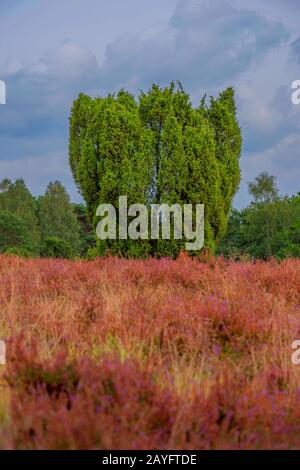 Genévrier commun, genévrier (Juniperus communis), heath à Lueneburger Heide, Lueneburg Heath, Allemagne, Basse-Saxe, Wilsede Banque D'Images