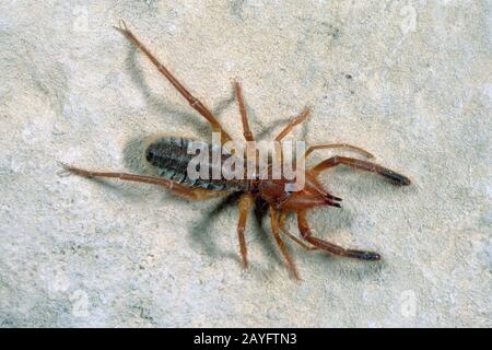 Araignée de chameau (Gluvia dorsalis, Galeodes dorsalis), vue de dessus, Allemagne Banque D'Images