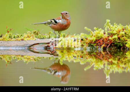 Chaffin (Fringilla coelebs), homme à l'endroit de l'eau avec image miroir, Suisse Banque D'Images