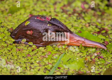 Goosander (Mergus merganser), jeune oiseau émergeant entre le duckweid, portrait, Allemagne, Bavière, Niederbayern, Basse-Bavière Banque D'Images