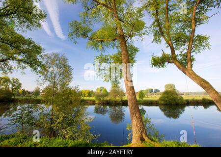 Peuplier canadien (Populus x canadensis), zone humide de Vosselare, Belgique, Flandre Orientale, Vosselare, Ooidonk Banque D'Images