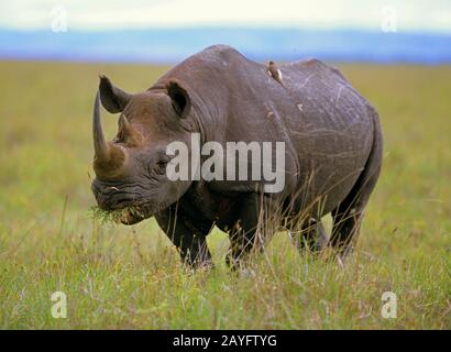 Rhinocéros noirs, rhinocéros accro-lifés, rhinocéros de navigation (Diceros bicornis), se tient manger dans la savane, Afrique Banque D'Images