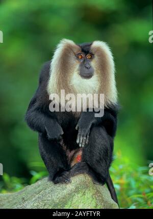 Macaque liontail, macaque à queue lion (Macaca silenus), assis sur un rocher Banque D'Images