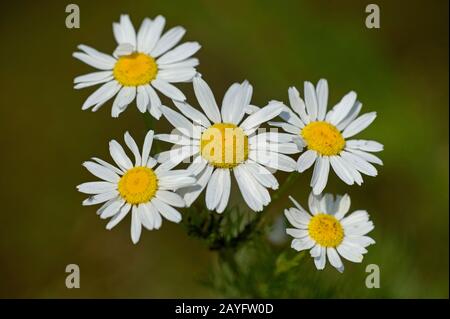 La mayonnée sans cicatrigraphie, la camomille Sans Cicatrigraphie (Tripleurospermum maritimum), la floraison, Allemagne Banque D'Images