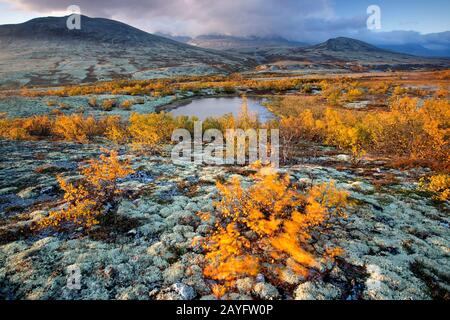 Bouleau nain lisse, bouleau nain, bouleau nain, bouleau nain (Betula nana), toundra avec des oiseaux et des berges dans le parc national de Rondane en automne, Norvège, Parc national de Rondane Banque D'Images