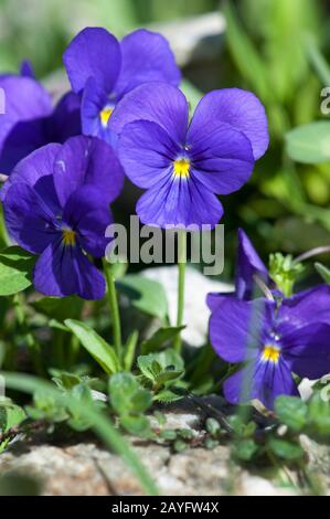 Violet suisse (Viola calcarata), floraison, Suisse, Furkapass Banque D'Images