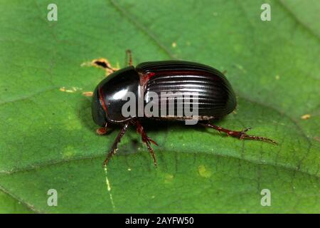 Le dung scarabée volant de nuit (Aphodius rufipes), se trouve sur une feuille, en Allemagne Banque D'Images