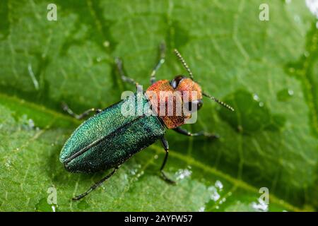 Jewel beetle, coléoptère bois métallique (Anthaxia nitidula), Femme, Allemagne Banque D'Images