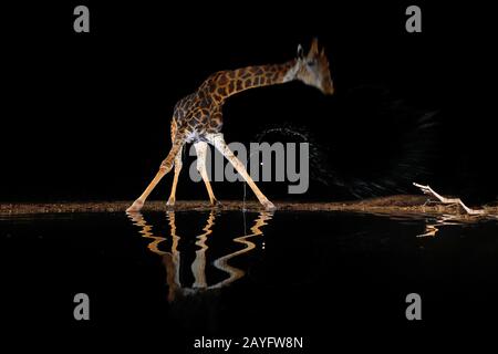 Giraffe (Giraffa camelopardalis), boire dans un trou d'eau dans la nuit, Afrique du Sud, Kwazulu-Natal, Zimanga Game Reserve Banque D'Images