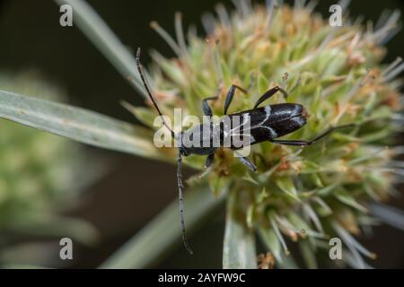 Le dendrophorus sartor (Chlorophorus sartor), sur une inflorescence, vue d'en haut, Allemagne Banque D'Images