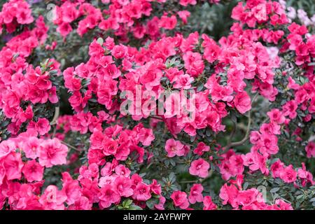 azalea rouge, concept de jardinage, brousse d'azalea fleuri, fond pour une carte. Fleurs de printemps. Banque D'Images