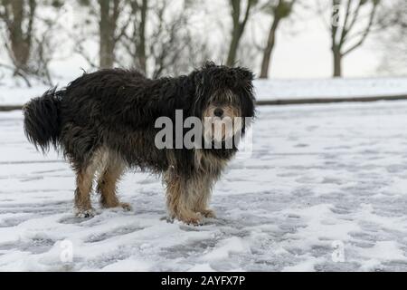 grand chien errant en surcroissance dans la neige. Un chien sans abri et congelé se trouve sur la neige. Animaux Banque D'Images