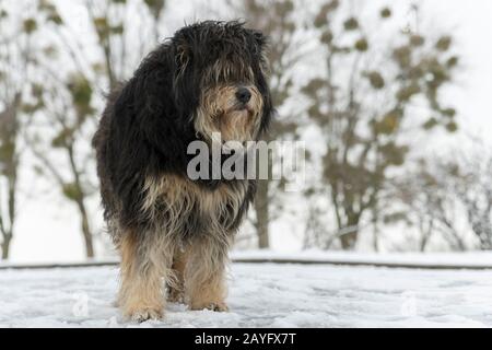 grand chien errant en surcroissance dans la neige. Un chien sans abri et congelé se trouve sur la neige. Animaux. Banque D'Images