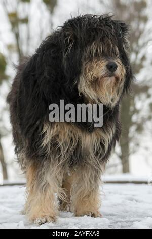 grand chien errant en surcroissance dans la neige. Un chien sans abri et congelé se trouve sur la neige. Animaux. Photo verticale. Banque D'Images