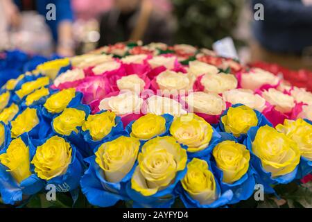 Multi-couleur des roses fraîches. Grand, beau bouquet de roses de couleurs différentes. Banque D'Images