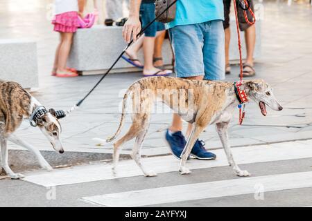 Deux tigres de lévriers reproduisent des chiens avec le propriétaire marchant dans la rue de la ville Banque D'Images