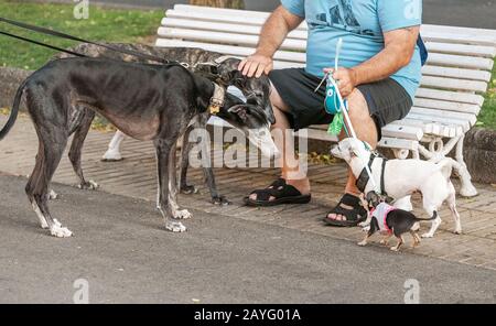 16 JUILLET 2018, TARRAGONA, ESPAGNE: Les chiens se sont rencontrés dans la rue et se sniff Banque D'Images