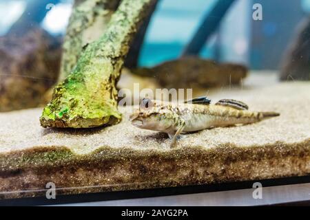 Poisson inhabituel boudskipper ou Periophthalmus barbarus dans l'aquarium Banque D'Images