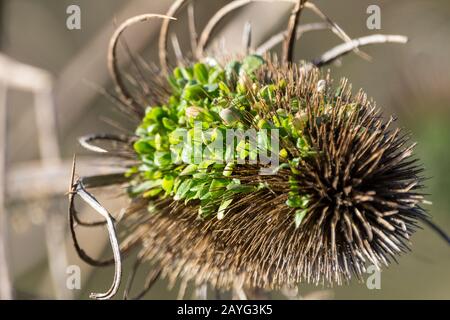 Thé el Dipsacus fullonum prickly sec tête de fleur en janvier hiver 2020 Royaume-Uni petite végétation de feuilles vertes s'est installée et se développe entre les pics Banque D'Images