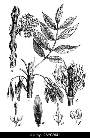 Frêne, Fraxinus excelsior, (livre botanique, 1898) Banque D'Images