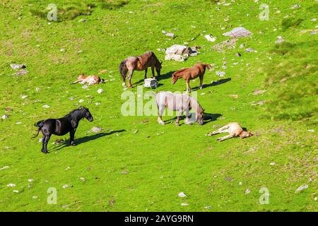 Vue aérienne des chevaux de pâturage sur un pré alpin frais et luxuriant Banque D'Images