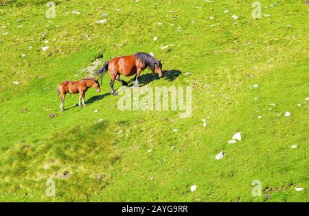 Vue aérienne des chevaux de pâturage sur un pré alpin frais et luxuriant Banque D'Images