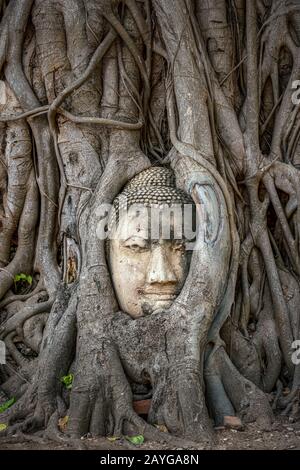 Tête de Bouddha coincée dans les racines de l'arbre de bodhy dans le temple Wat Mahathe, Ayutthaya. Province de Bangkok, Thaïlande Banque D'Images