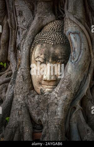 Tête de Bouddha coincée dans les racines de l'arbre de bodhy dans le temple Wat Mahathe, Ayutthaya. Province de Bangkok, Thaïlande Banque D'Images