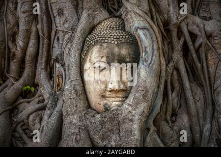 Tête de Bouddha coincée dans les racines de l'arbre de bodhy dans le temple Wat Mahathe, Ayutthaya. Province de Bangkok, Thaïlande Banque D'Images