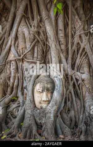 Tête de Bouddha coincée dans les racines de l'arbre de bodhy dans le temple Wat Mahathe, Ayutthaya. Province de Bangkok, Thaïlande Banque D'Images