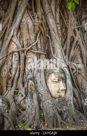 Tête de Bouddha coincée dans les racines de l'arbre de bodhy dans le temple Wat Mahathe, Ayutthaya. Province de Bangkok, Thaïlande Banque D'Images