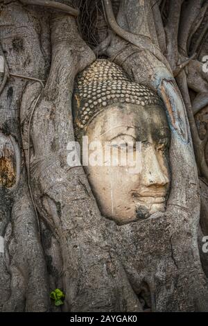 Tête de Bouddha coincée dans les racines de l'arbre de bodhy dans le temple Wat Mahathe, Ayutthaya. Province de Bangkok, Thaïlande Banque D'Images