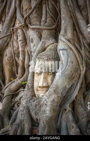 Tête de Bouddha coincée dans les racines de l'arbre de bodhy dans le temple Wat Mahathe, Ayutthaya. Province de Bangkok, Thaïlande Banque D'Images