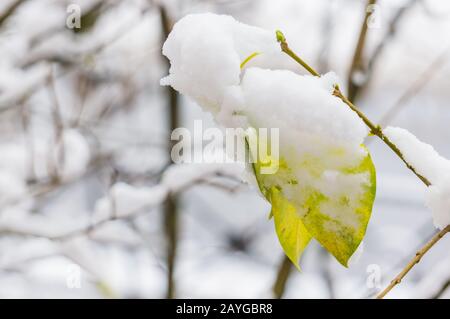 Feuilles jaunes dans le gros plan de la neige. Première neige. Mise au point douce, faible profondeur de champ Banque D'Images