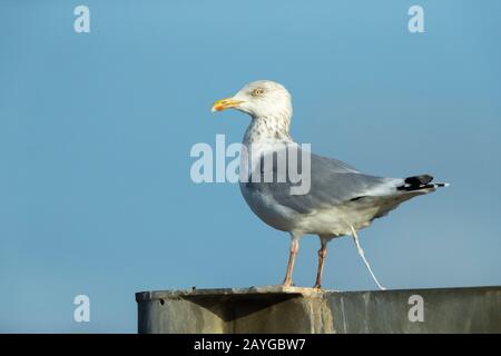 Crâne de hareng européen Larus argentatus, perché contre le ciel bleu, Aberystwyth, Dyfed, Pays de Galles, Royaume-Uni, décembre Banque D'Images