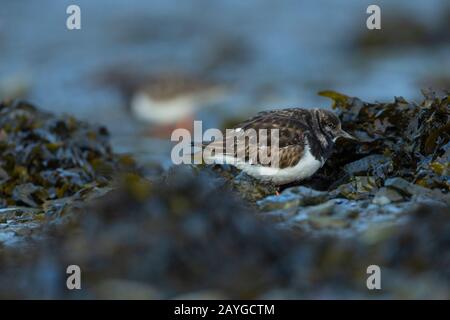 Ruddy turnstone Arenaria interprés, recherche dans le port, Aberystwyth, Dyfed, Pays de Galles, Royaume-Uni, décembre Banque D'Images