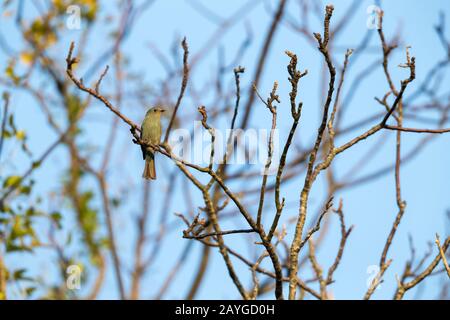 Verditer flycatcher Eumyias thalassinus, femme, perché dans le canopt d'arbre, Mai po Marshes, San Tin, Hong Kong, janvier Banque D'Images