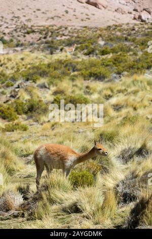 Vicuna (Vicugna vicugna) naviguant dans le bassin géothermique El Tatio Geysers près de San Pedro de Atacama dans le désert d'Atacama, dans le nord du Chili. Banque D'Images