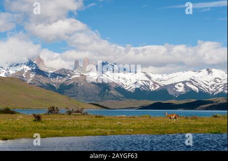 Vue sur les tours de Paine avec Guanaco (lama guanicoe) de Laguna Azul dans le parc national de Torres del Paine en Patagonie, au Chili. Banque D'Images