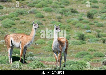 Guanacos (lama guanicoe) dans le parc national de Torres del Paine, en Patagonie, au Chili.