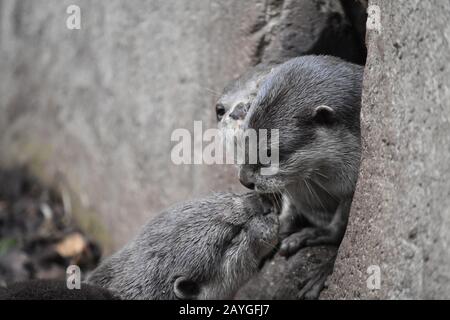 Otter À Courte Mâchoire Asiatique Banque D'Images