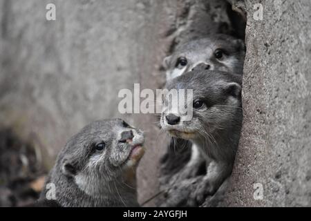 Otter À Courte Mâchoire Asiatique Banque D'Images