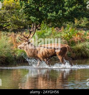 Red Deer Stag marcher dans l'eau Banque D'Images