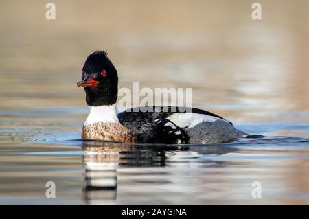 Tête basse sur le tir d'UN Merganser croisé rouge, Mergus serrator, natation sur UN lac à la recherche de nourriture avec un fond diffus Banque D'Images