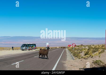 Lamas traversant l'autoroute de l'Argentine à San Pedro de Atacama près de la frontière Argentine/chilienne au col de Jama dans les Andes, au Chili. Banque D'Images