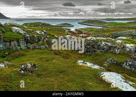 prairie de bleuets sur la côte de la mer arctique. Laponie,Gjesvær Norvège Banque D'Images