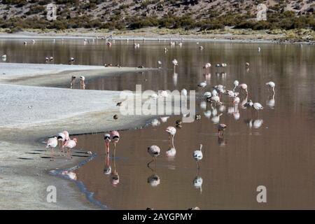 Flamingos andins (Phoenicopterus andinus), flamangos de James (Phoenicocarrus jamesi) et Flamingos chiliens (Phoenicopterus chilensis) se nourrissant à Lagun Banque D'Images