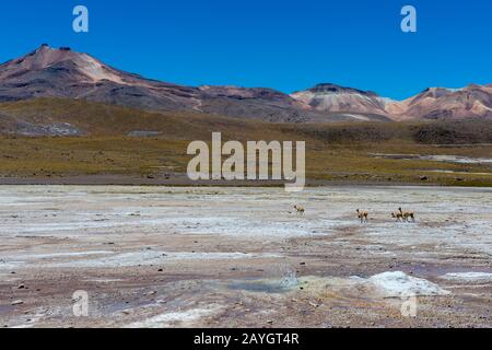 Vicu𠱠 (Vicugna vicugna) traversant le bassin géothermique El Tatio Geysers près de San Pedro de Atacama dans le désert d'Atacama, dans le nord du Chili. Banque D'Images