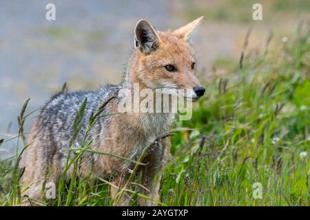 Le culpeo (Lycalopex culpaeus), parfois connu sous le nom de zorro culpeo ou renard andin dans le parc national de Los Glaciares près d'El Calafate, en Argentine. Banque D'Images